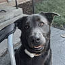 Dallas joined the competition — help win amazing prizes! dog, black_dog, pet, outdoor, smiling_dog, canine, animal, grass, concrete, chair, collar, ears, face, brown_eyes, sidewalk, yard, brick_wall, daylight, cute, sitting