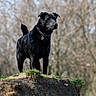 Dallas is registered to the contest to win money with this photo: dog, black_dog, outdoor, nature, animal, wet_fur, hill, grass, trees, blurred_background, collar, pet, canine, standing, alert, daylight, forest_edge, mammal, wildlife, park