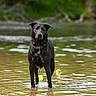 Dallas joined the competition — help win amazing prizes! animal, black_dog, calm, canine, collar, curious, daytime, dog, greenery, lake, looking, nature, outdoor, pet, river, shallow_water, standing, summer, water, wet