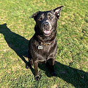 Dallas joined the competition — help win amazing prizes! dog, black_dog, grass, outdoor, sunlight, pet, animal, collar, tag, shadow, happy, sitting, ears, tongue_out, nature, daylight, canine, friendly, park, playful