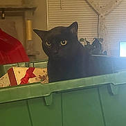 Maya joined the competition — help win amazing prizes! black_cat, cat, pet, green_bin, box, holiday_box, indoor, curtain, window_blinds, plant, furniture, light, cozy, curious, animal, container, domestic, quiet, shadow, yellow_eyes