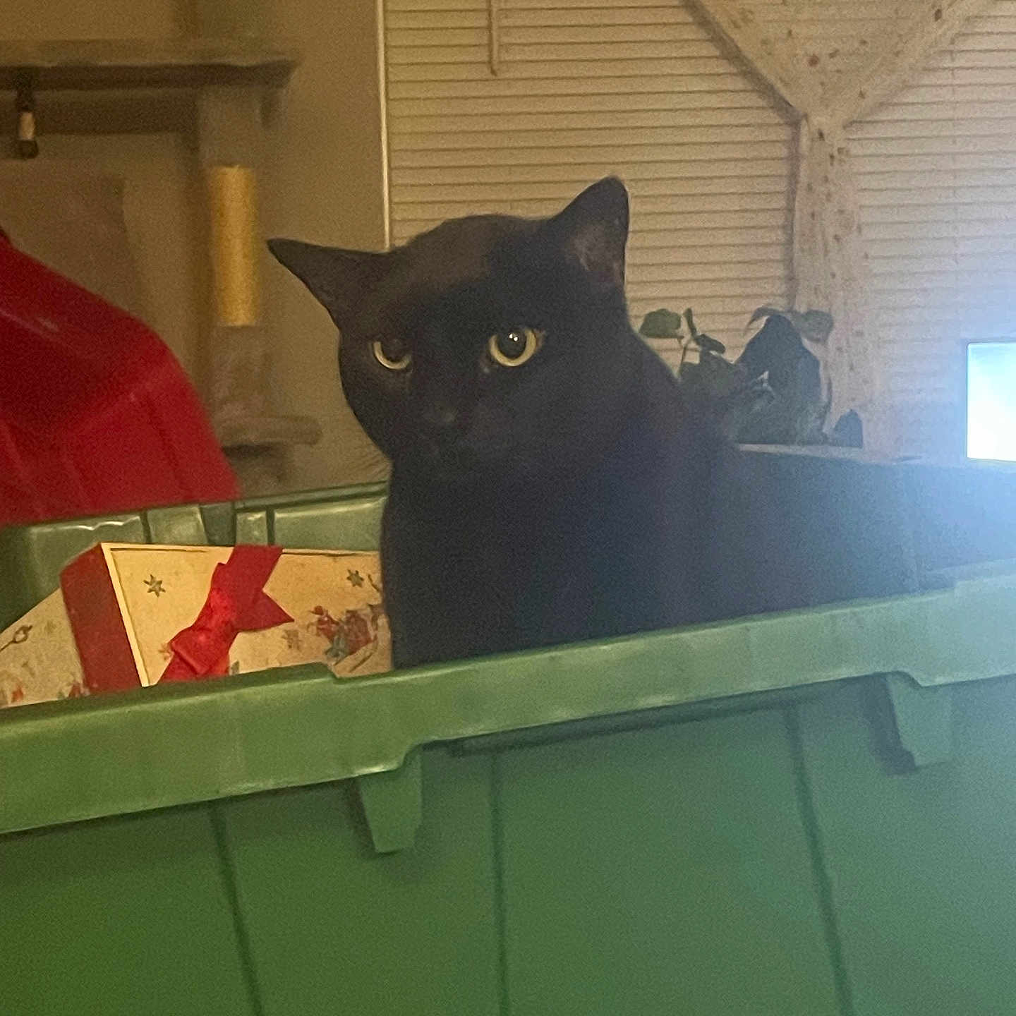Maya joined the competition — help win amazing prizes! black_cat, cat, pet, green_bin, box, holiday_box, indoor, curtain, window_blinds, plant, furniture, light, cozy, curious, animal, container, domestic, quiet, shadow, yellow_eyes