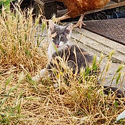 Maya a rejoint le concours — aidez-le/la à gagner de superbes lots ! animal, beak, bird, cat, chicken, concrete, curious, daylight, dry_grass, farmyard, feathers, grass, kitten, mammal, nature, outdoor, pet, playful, tongue, wood