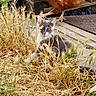 kitten, cat, chicken, bird, grass, dry_grass, outdoor, animal, nature, pet, farmyard, curious, playful, mammal, feathers, beak, concrete, wood, daylight, tongue