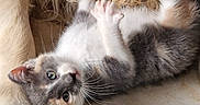 Maya participe au concours pour gagner de l'argent avec cette photo : kitten, cat, paw, fur, animal, pet, cute, playful, lying_down, close_up, soft, cozy, resting, young, whiskers, floor, companion, domestic_animal, snuggle, curious