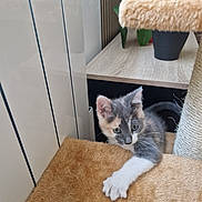 Maya a rejoint le concours — aidez-le/la à gagner de superbes lots ! kitten, cat, cat_tree, paw, indoor, plant, wooden_surface, curious, pet, feline, fur, playful, cozy, young_animal, home, animal, looking, claw, resting, cute