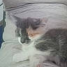 Maya a rejoint le concours — aidez-le/la à gagner de superbes lots ! kitten, cat, sleeping, fur, striped_shirt, lap, person, indoor, rest, cozy, cute, pet, animal, white, gray, orange, soft, peaceful, closeup, relaxation