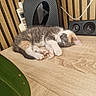animal, cat, closeup, cozy, cute, electronics, feline, fur, indoor, kitten, leaf, paw, peaceful, pet, resting, sleeping, small, speaker, striped_wall, wooden_surface