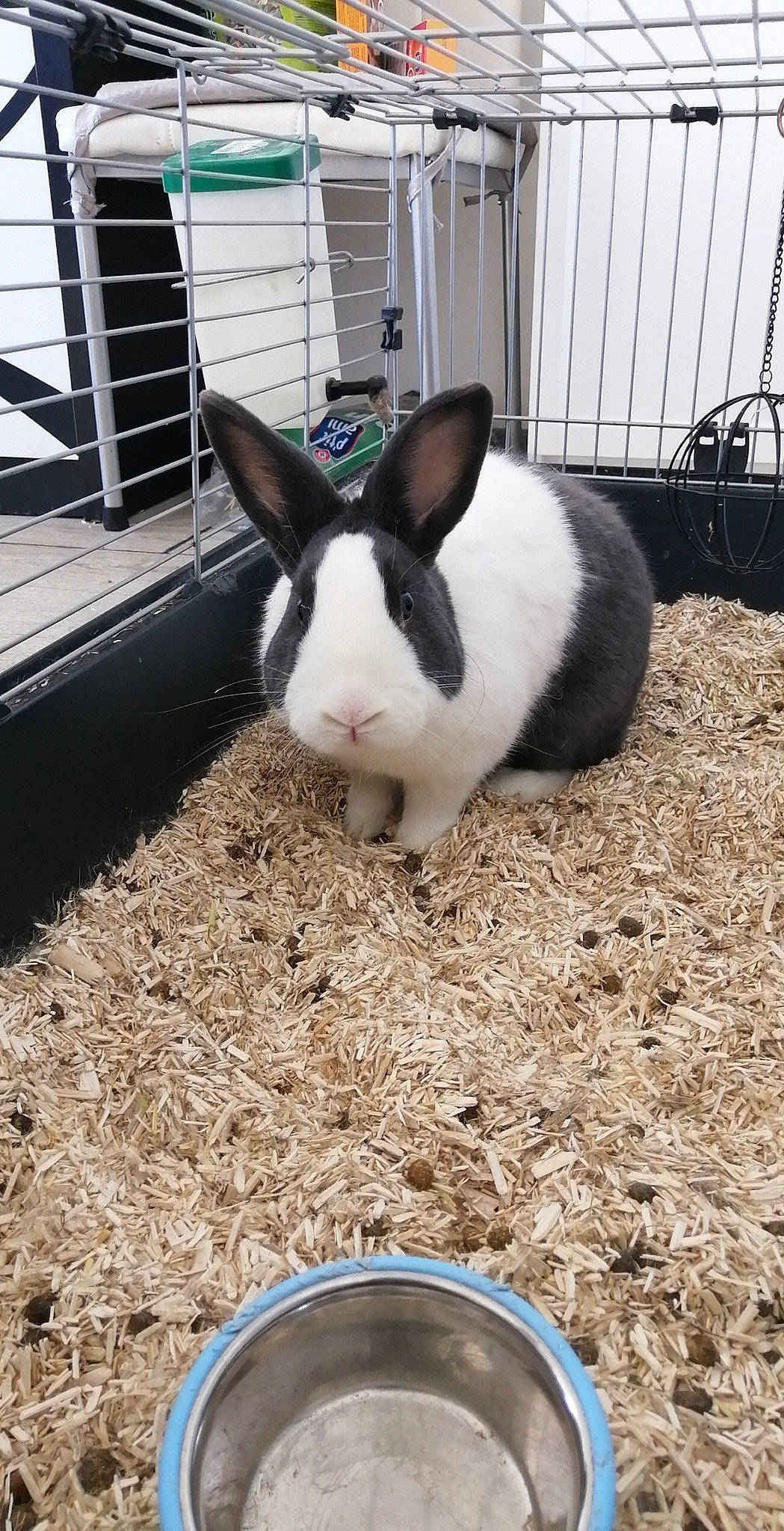 Panpan a rejoint le concours — aidez-le/la à gagner de superbes lots ! art, domestic_rabbit, ear, event, fur, grass, human_body, kitchen_utensil, leg, mammal, pet_supply, plant, rabbit, rabbits_and_hares, snout, soil, terrestrial_animal, whiskers