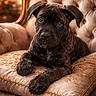 puppy, dog, brindle, cute, pet, animal, portrait, indoors, armchair, cushion, vintage, ornate, furniture, brown, cozy, closeup, looking, young, domestic_animal, companion