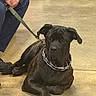 Rambo joined the competition — help win amazing prizes! dog, black_dog, chain_collar, leash, person, hand, pants, shoe, floor, indoor, pet, animal, resting, large_dog, canine, guard_dog, calm, brown_floor, holding, sitting