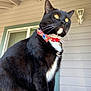 cat, tuxedo_cat, bow_tie, collar, black_and_white, pet, animal, whiskers, ears, outdoor, porch, window, wood_paneling, sitting, feline, close_up, fur, paws, domestic_cat, alert