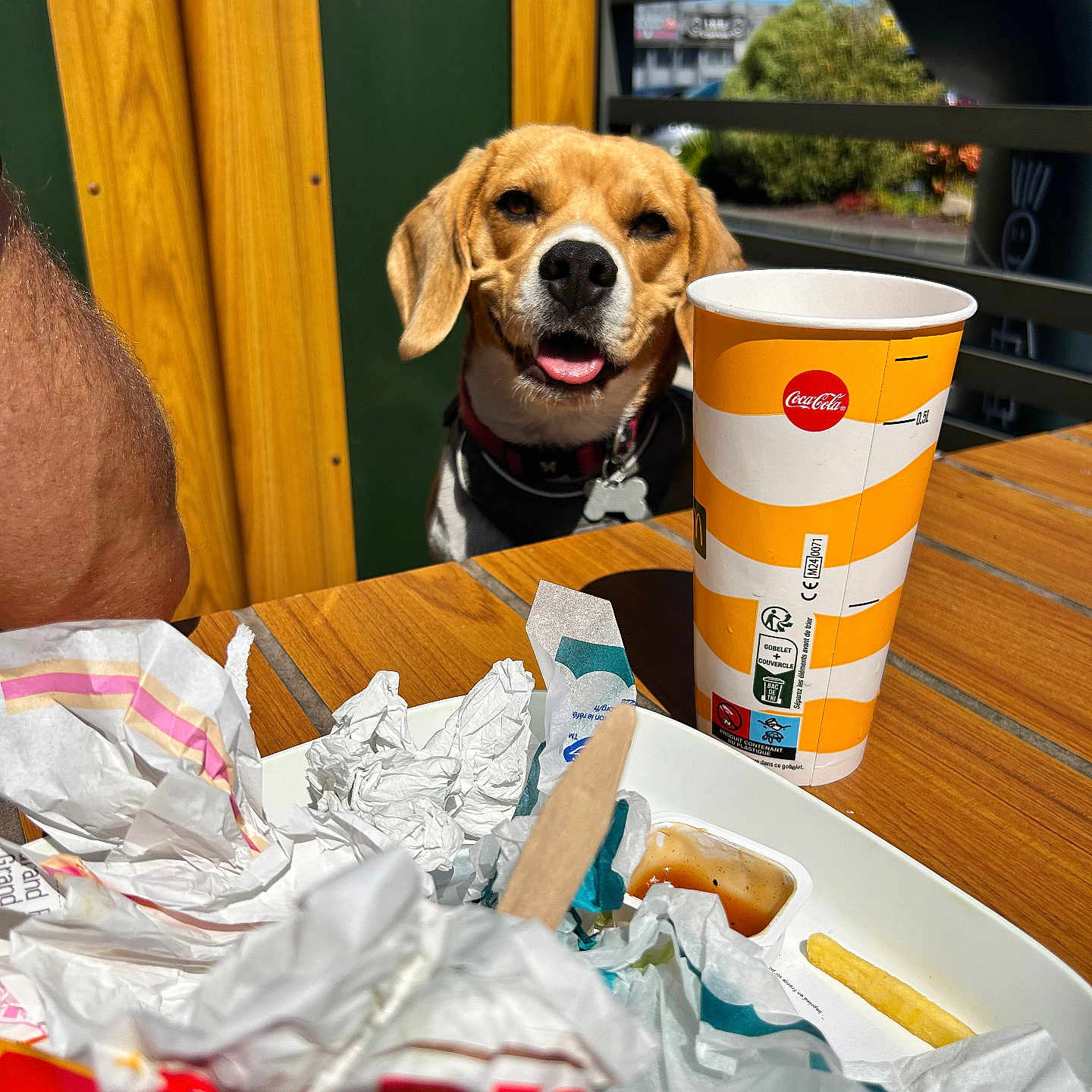 Sia participe au concours pour gagner de l'argent avec cette photo : animal, beagle, beverage, canine, car, coffee, coffeecup, cup, disposablecup, dog, food, hardwood, hound, person, pet, plywood, puppy, transportation, vehicle, wood