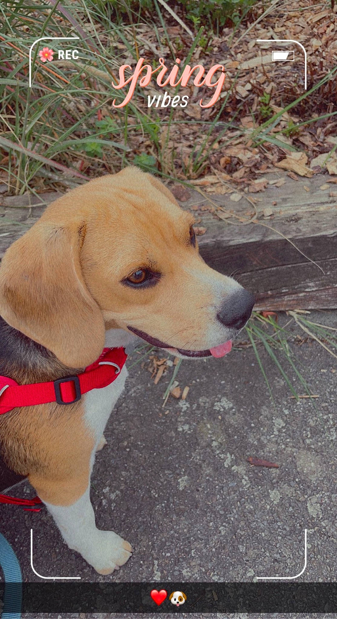 Sia a rejoint le concours — aidez-le/la à gagner de superbes lots ! canidae, carnivore, collar, companion_dog, dog, dog_breed, dog_collar, dog_supply, fashion_accessory, fawn, grass, leash, paw, pet_supply, plant, road_surface, sidewalk, soil, tail, working_animal