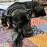 Forrest Mitchell joined the competition — help win amazing prizes! dog, black_dog, pet, lying_down, bed, quilt, patchwork, indoor, cozy, resting, animal, canine, fur, paw, ears, nose, close_up, comfort, relaxed, sleepy