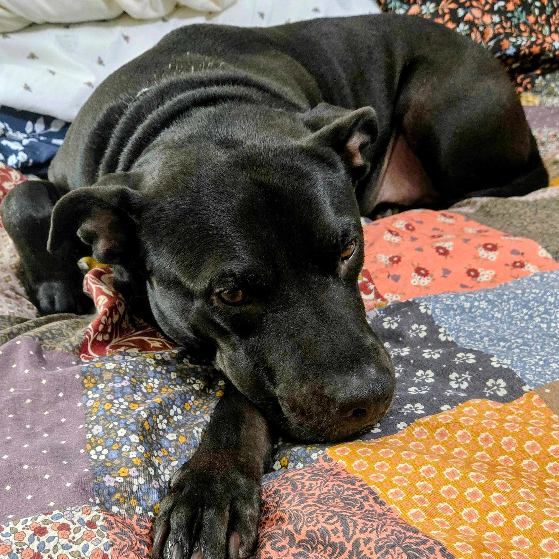 Forrest Mitchell joined the competition — help win amazing prizes! dog, black_dog, pet, lying_down, bed, quilt, patchwork, indoor, cozy, resting, animal, canine, fur, paw, ears, nose, close_up, comfort, relaxed, sleepy