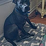 dog, black_dog, pet, indoor, blanket, bone_pattern, floor, window, curious, collar, home, furniture, wood_floor, resting, canine, animal, domestic, companion, sitting, looking_up