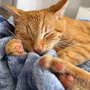 Charlie Boots joined the competition — help win amazing prizes! cat, orange_tabby, sleeping, paws, blanket, blue_blanket, indoor, cozy, relaxed, fur, whiskers, pet, domestic_cat, closeup, soft_texture, resting, cute, animal, feline, nap