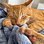 cat, orange_tabby, sleeping, paws, blanket, blue_blanket, indoor, cozy, relaxed, fur, whiskers, pet, domestic_cat, closeup, soft_texture, resting, cute, animal, feline, nap