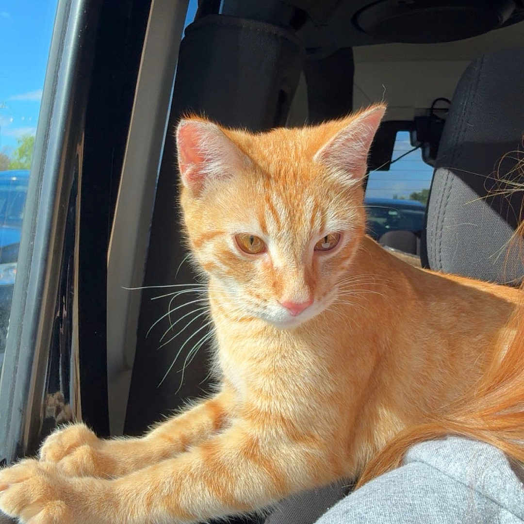 Charlie Boots is registered to the contest to win money with this photo: cat, orange_tabby, pet, animal, indoor, car, window, sunlight, fur, whiskers, ears, paws, person, hoodie, seat, vehicle_interior, relaxing, closeup, side_view, daylight