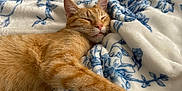Charlie Boots joined the competition — help win amazing prizes! cat, orange_tabby, sleeping, blanket, blue_flower_pattern, cozy, relaxed, paw, fur, nap, indoor, soft_texture, resting, pet, animal, whiskers, cute, domestic_cat, feline, comfort