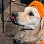 dog, golden_retriever, pumpkin_hat, pet, costume, gingerbread_cookie, tongue_out, holiday, festive, cute, animal, indoor, closeup, looking, brown, white_fur, adorable, funny, christmas, treat