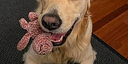 Chase joined the competition — help win amazing prizes! dog, golden_retriever, toy, plush_toy, indoor, floor, mat, pet, animal, happy, smiling, lying_down, cute, home, wooden_floor, playful, domestic_animal, canine, fur, looking_up