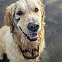 dog, golden_retriever, muddy, happy, pet, canine, fur, wet, outdoor, animal, close_up, portrait, friendly, playful, smiling, ears, nose, collar, tongue, cute