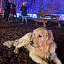 Chase is registered to the contest to win money with this photo: dog, golden_retriever, wood_chips, night, park, trees, picnic_table, person, jacket, backpack, blurred_motion, purple_light, blue_light, leash, outdoor, animal, pet, nature, people, evening