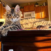 Nico joined the competition — help win amazing prizes! cat, tabby, fluffy, kitten, table, wooden_table, kitchen, sunlight, indoor, furniture, pet, animal, relaxed, cozy, window, shadows, domestic, cute, mammal, household