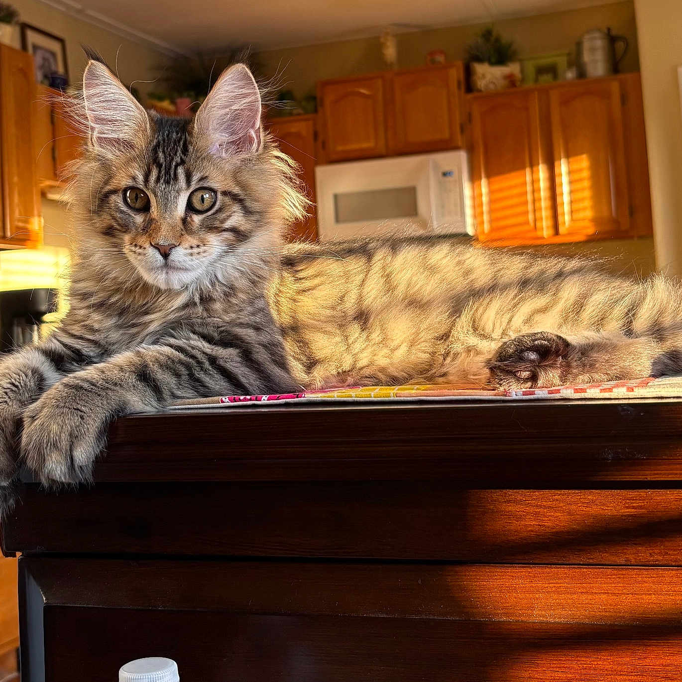 Nico joined the competition — help win amazing prizes! animal, cat, cozy, cute, domestic, fluffy, furniture, household, indoor, kitchen, kitten, mammal, pet, relaxed, shadows, sunlight, tabby, table, window, wooden_table