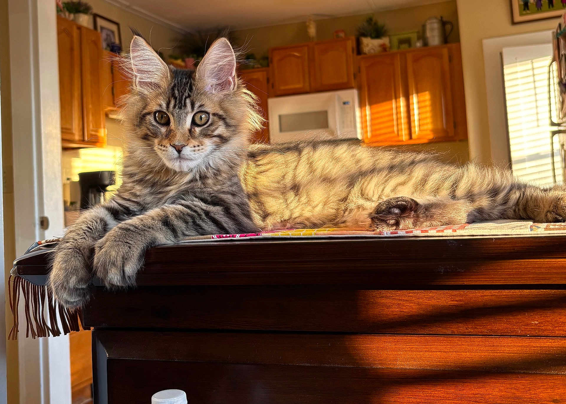 Nico joined the competition — help win amazing prizes! cat, tabby, fluffy, kitten, table, wooden_table, kitchen, sunlight, indoor, furniture, pet, animal, relaxed, cozy, window, shadows, domestic, cute, mammal, household