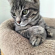 Dalila Gassa participe au concours pour gagner de l'argent avec cette photo : kitten, tabby, cat, pet, animal, feline, closeup, bed, cozy, fur, whiskers, ears, paw, resting, indoor, cute, young, soft, sleepy, portrait