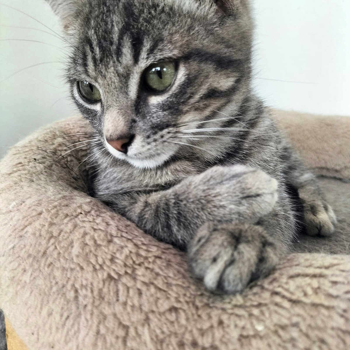 Dalila Gassa participe au concours pour gagner de l'argent avec cette photo : animal, bed, cat, closeup, cozy, cute, ears, feline, fur, indoor, kitten, paw, pet, portrait, resting, sleepy, soft, tabby, whiskers, young