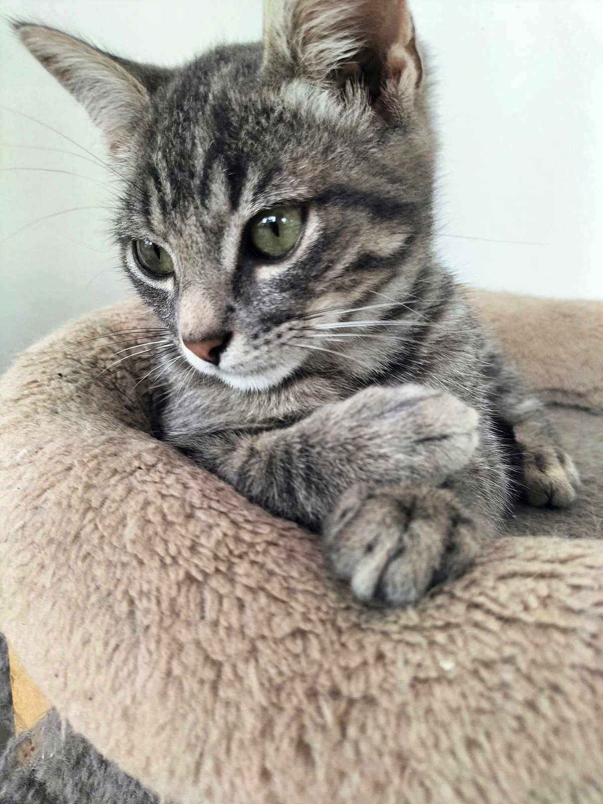 Dalila Gassa participe au concours pour gagner de l'argent avec cette photo : kitten, tabby, cat, pet, animal, feline, closeup, bed, cozy, fur, whiskers, ears, paw, resting, indoor, cute, young, soft, sleepy, portrait