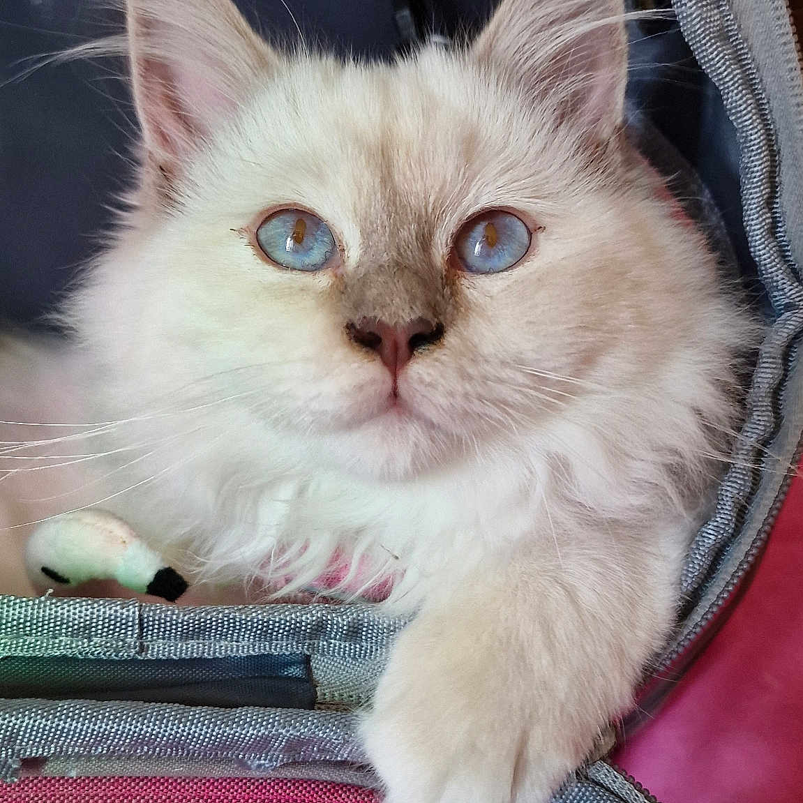 April participe au concours pour gagner de l'argent avec cette photo : animal, blue_eyes, carrier, cat, close_up, curious, cute, domestic, ears, face, feline, fluffy, gray, indoor, paw, pet, pink, soft, whiskers, white_fur