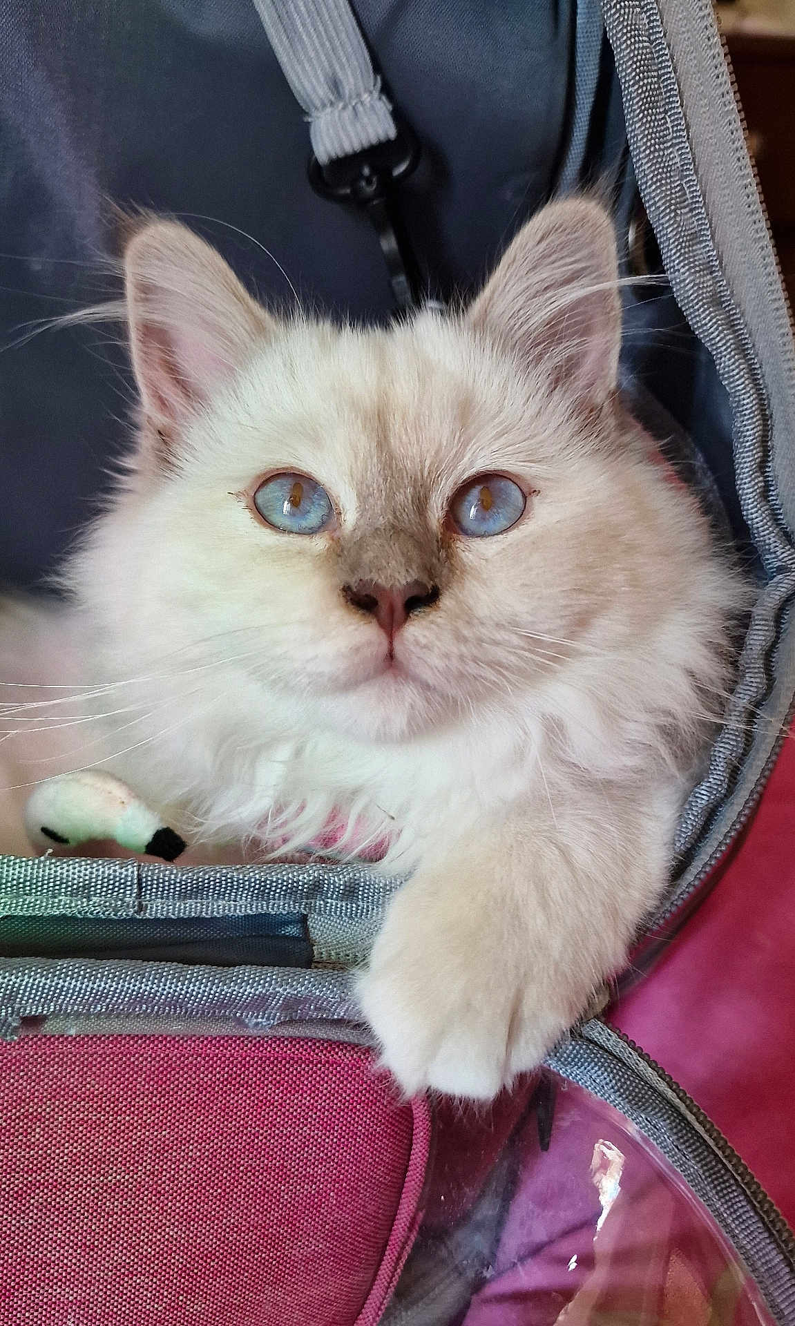 April participe au concours pour gagner de l'argent avec cette photo : cat, blue_eyes, fluffy, white_fur, pet, animal, close_up, carrier, pink, gray, paw, curious, indoor, cute, feline, soft, domestic, face, whiskers, ears
