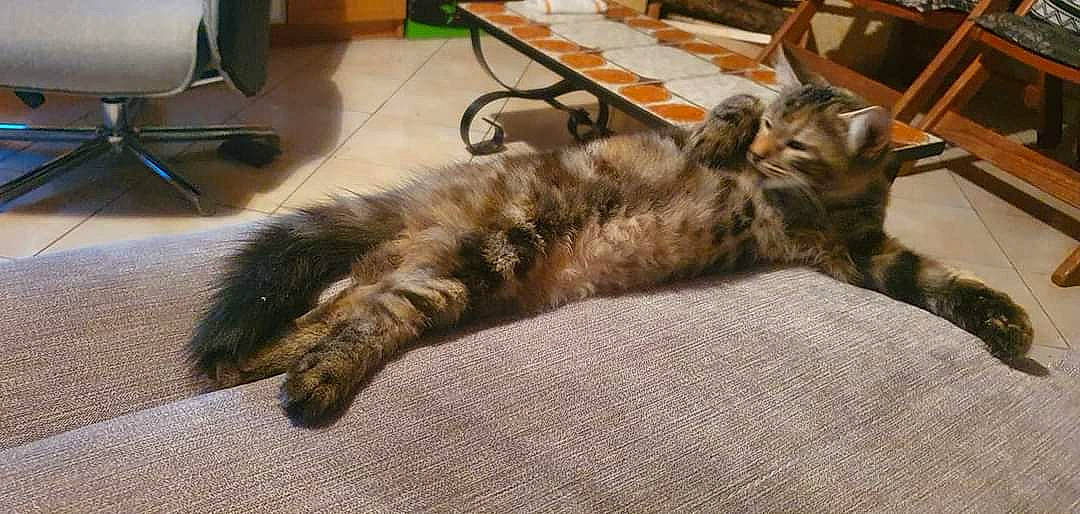 Duchesse a rejoint le concours — aidez-le/la à gagner de superbes lots ! carnivore, cat, chair, claw, comfort, computer_keyboard, dog_breed, domestic_short_haired_cat, felidae, floor, flooring, fur, hardwood, nap, paw, small_to_medium_sized_cats, tail, terrestrial_animal, whiskers, wood