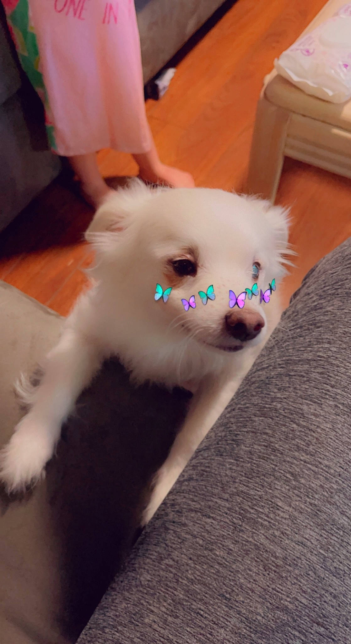 Yuki is registered to the contest to win money with this photo: canidae, carnivore, companion_dog, dog_breed, ear, fashion_accessory, fawn, felidae, fur, non_sporting_group, pomeranian, small_to_medium_sized_cats, spitz, sporting_group, stuffed_toy, tail, toy, toy_dog, whiskers