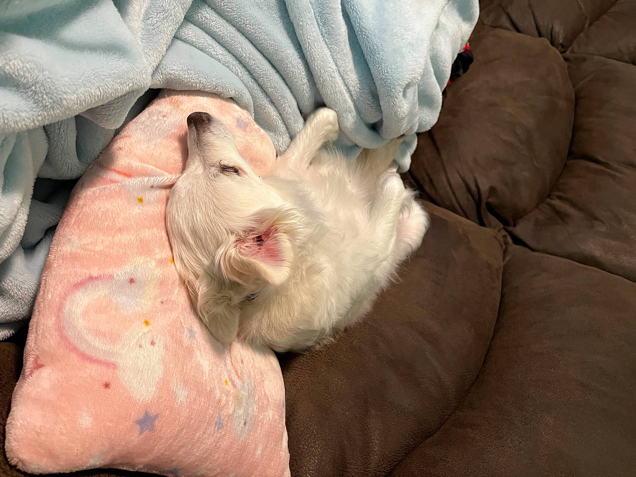 Yuki joined the competition — help win amazing prizes! canidae, carnivore, cat, comfort, companion_dog, dog_breed, fang, fawn, felidae, flesh, foot, fur, paw, small_to_medium_sized_cats, snout, sporting_group, terrestrial_animal, whiskers, wrinkle, yawn