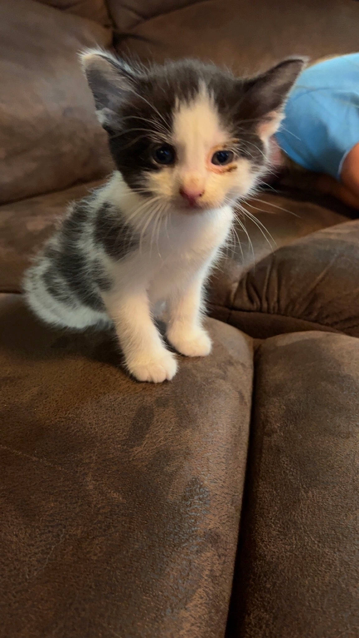 Oreo is registered to the contest to win money with this photo: carnivore, cat, claw, comfort, domestic_short_haired_cat, fawn, felidae, foot, fur, human_leg, paw, sitting, small_to_medium_sized_cats, snout, tail, whiskers, wood