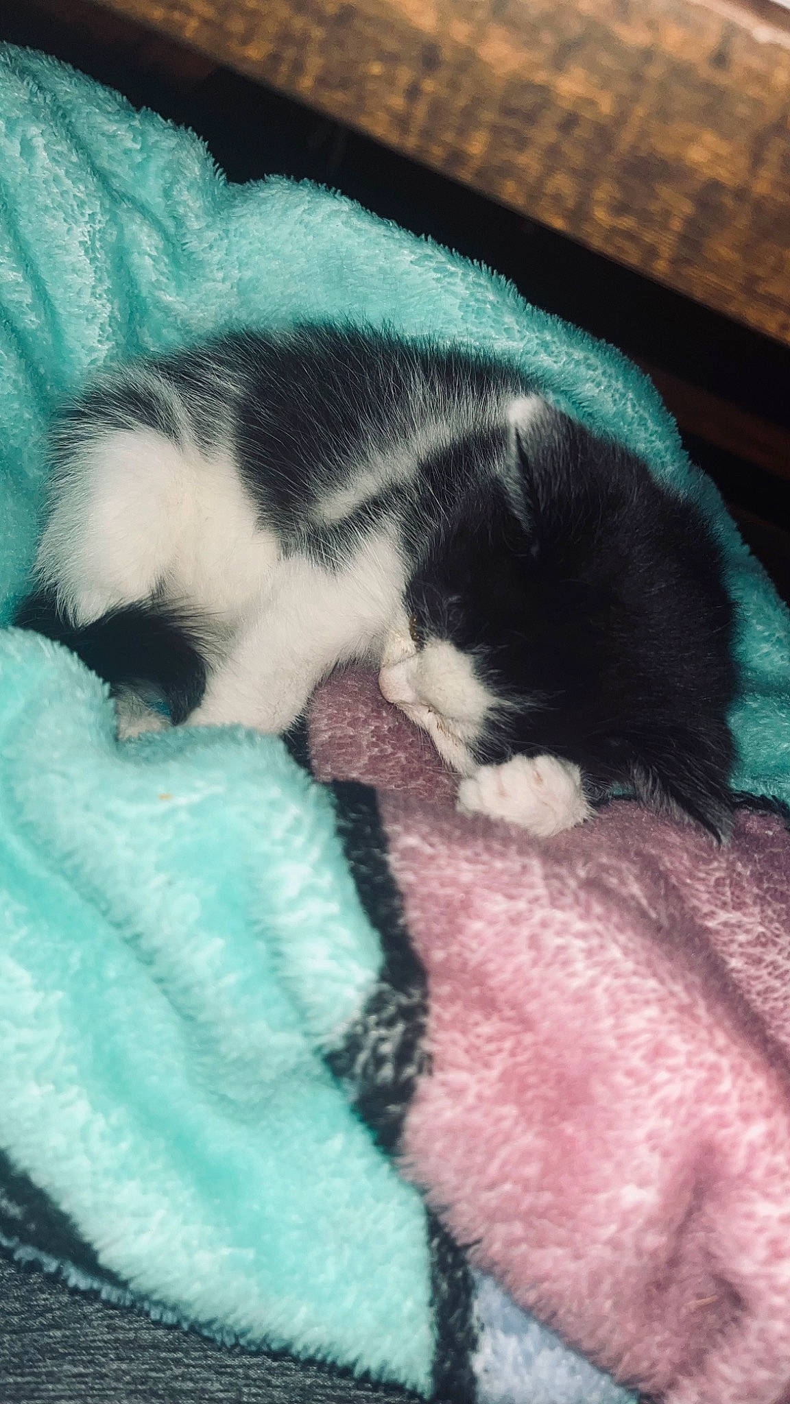 Oreo is registered to the contest to win money with this photo: canidae, carnivore, cat, cat_bed, comfort, companion_dog, dog_breed, domestic_short_haired_cat, fawn, felidae, fur, linens, mammal, nap, paw, small_to_medium_sized_cats, snout, sporting_group, tail, whiskers