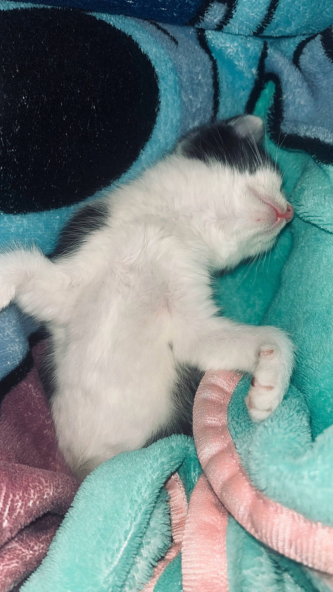 Oreo is registered to the contest to win money with this photo: azure, carnivore, cat, cat_bed, cat_supply, claw, comfort, domestic_short_haired_cat, electric_blue, felidae, fur, linens, mammal, paw, small_to_medium_sized_cats, snout, tail, textile, vertebrate, whiskers