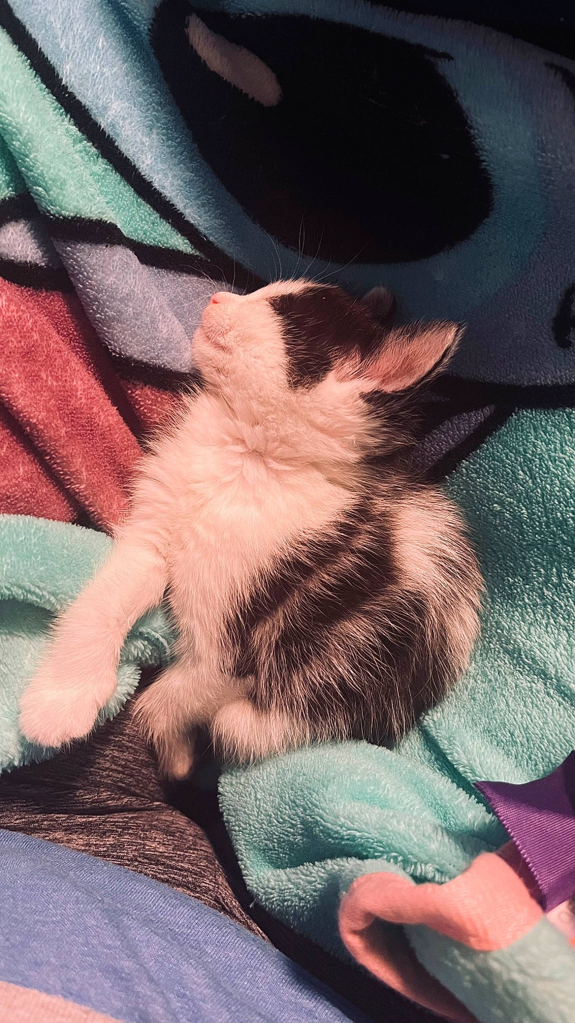 Oreo joined the competition — help win amazing prizes! carnivore, cat, close_up, cloud, comfort, domestic_short_haired_cat, felidae, foot, gesture, human_leg, lap, linens, paw, small_to_medium_sized_cats, snout, tail, textile, thigh, tints_and_shades, whiskers