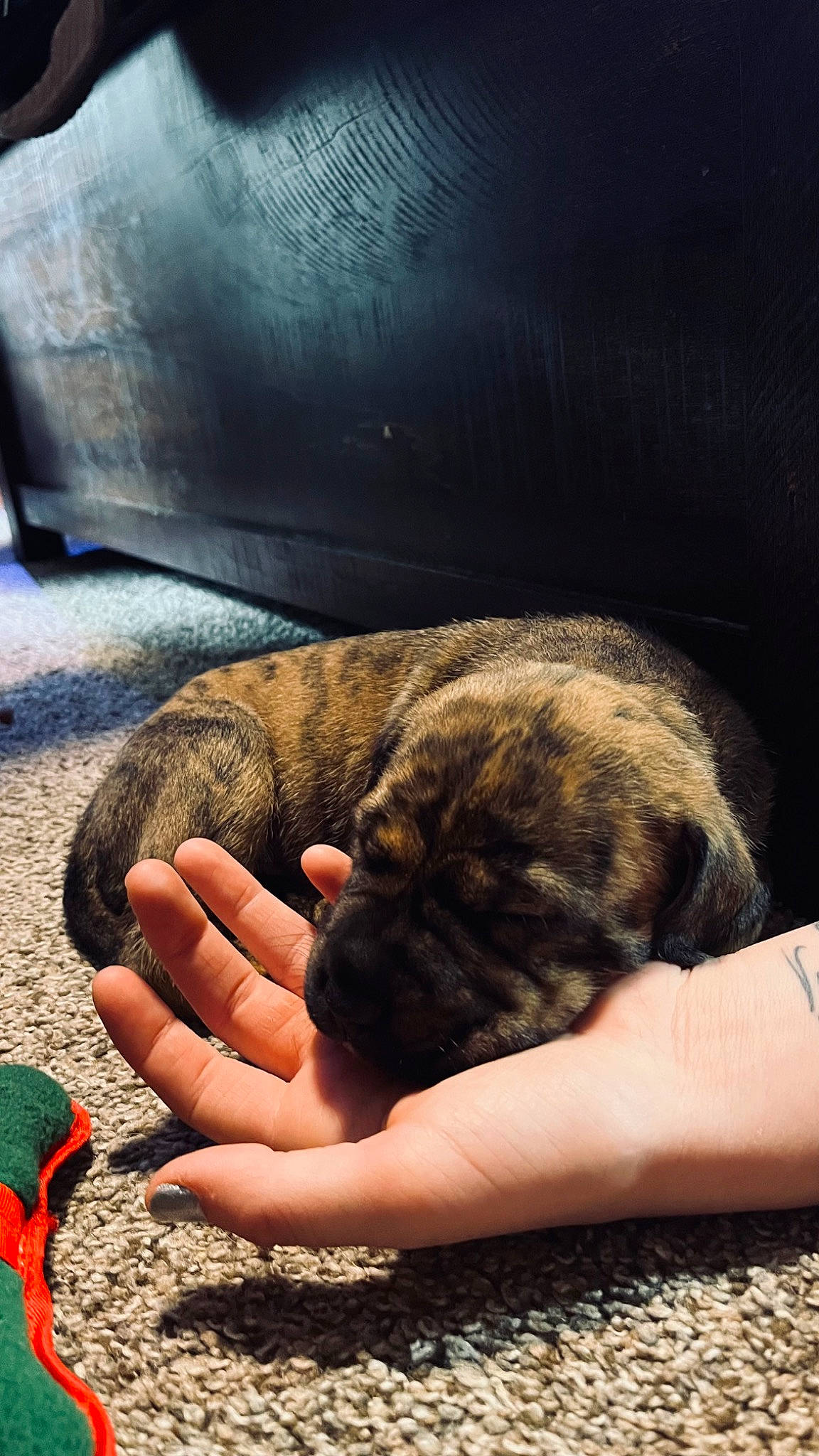 Stella joined the competition — help win amazing prizes! barefoot, claw, comfort, dog_breed, felidae, finger, foot, fur, gesture, hand, human_leg, nail, paw, snout, soil, terrestrial_animal, thumb, toe, wrinkle, wrist