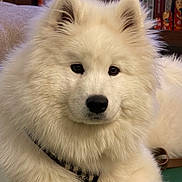 Rose joined the competition — help win amazing prizes! dog, samoyed, white_fur, fluffy, pet, toy, green_toy, indoor, carpet, wooden_cabinet, books, face, paws, looking_at_camera, cozy, close_up, animal, domestic_animal, relaxed, cute