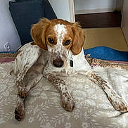 Vil a rejoint le concours — aidez-le/la à gagner de superbes lots ! animal, blanket, blanket_pattern, brown_and_white, canine, collar, cozy, dog, doorway, ears, floor, fur, home, indoor, looking, lying_down, pet, relaxed, resting, spotted