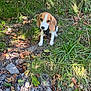 animal, beagle, brown, canine, dog, ears, fur, grass, leaves, nature, outdoor, person, pet, puppy, rocks, shoes, sitting, snout, white, young