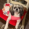 animal, calm, chair, cute, dog, domestic_animal, dress, floor, floral_pattern, fur, household, indoor, looking_at_camera, pet, pink_top, portrait, red_cushion, seated, small_dog, wooden_chair