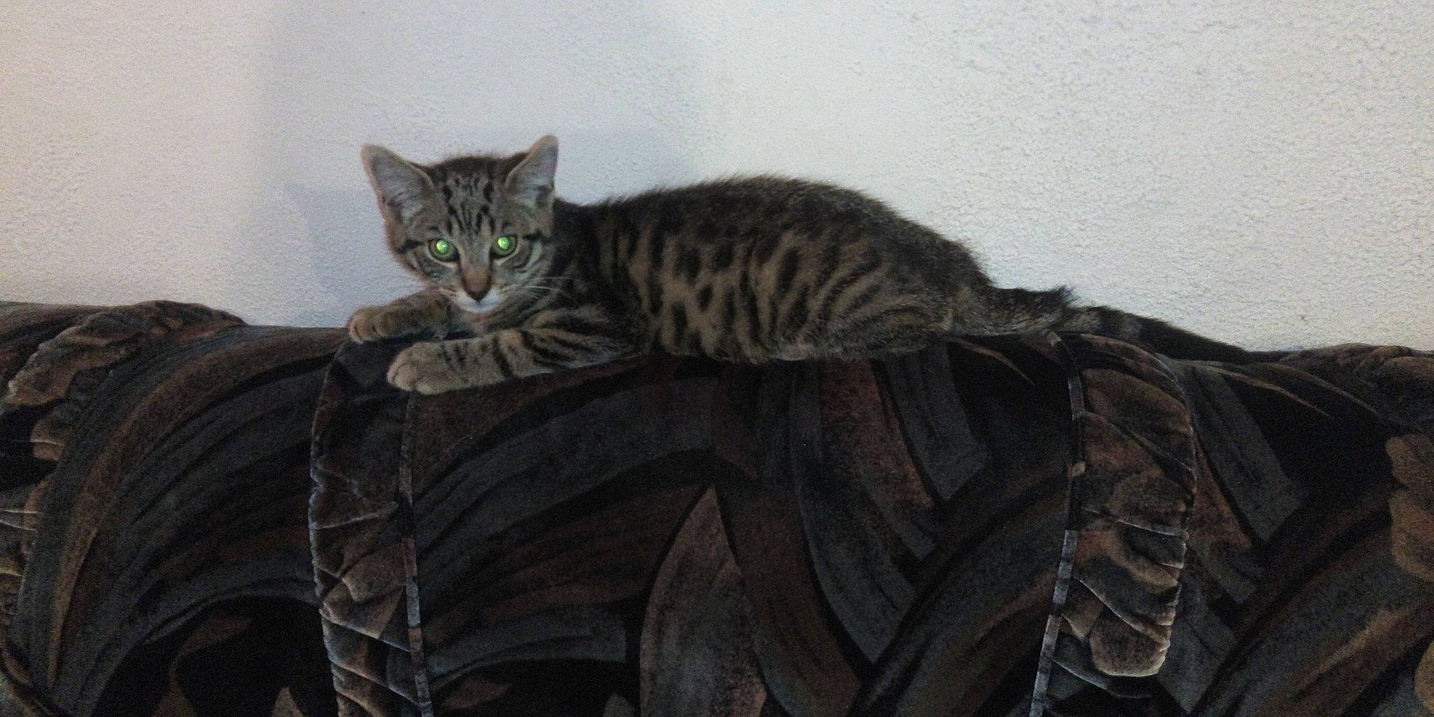 Natsu a rejoint le concours — aidez-le/la à gagner de superbes lots ! carnivore, cat, claw, comfort, domestic_short_haired_cat, felidae, fur, grey, organism, paw, small_to_medium_sized_cats, snout, tail, terrestrial_animal, whiskers, wildlife